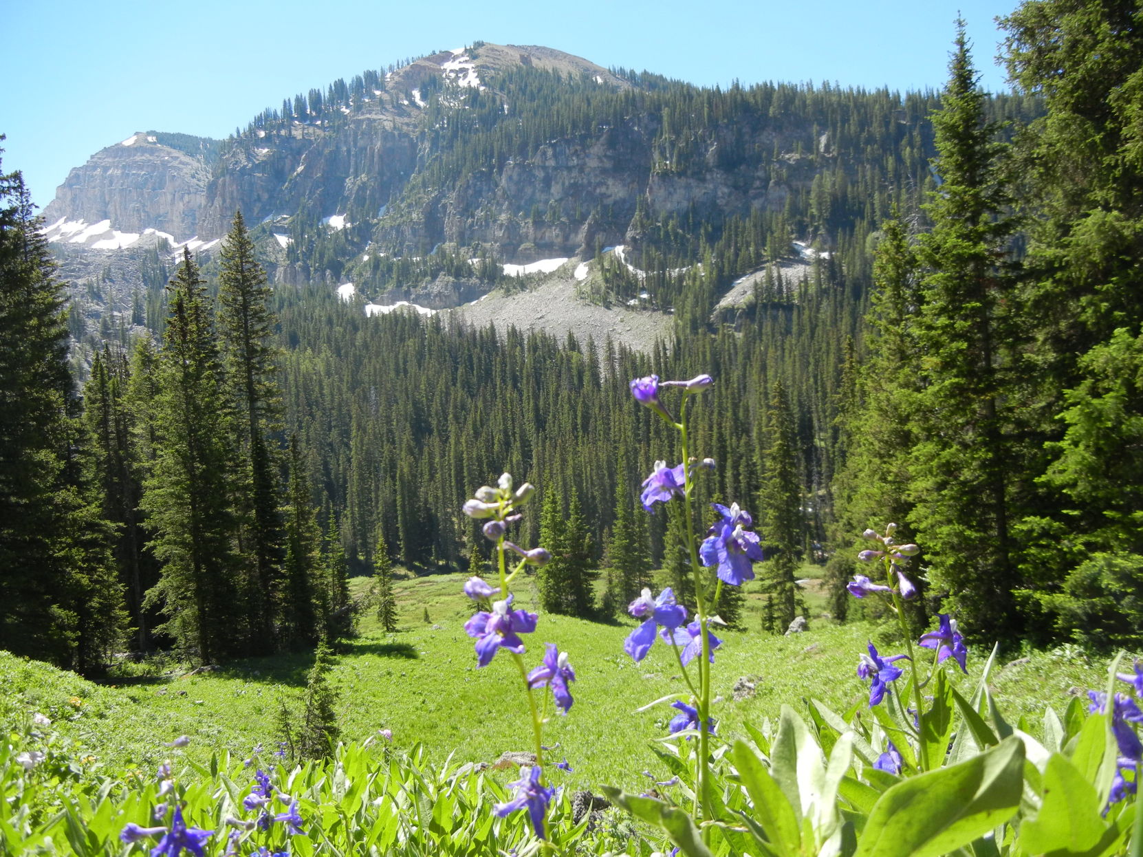 Tetons scenery Day 2 flowers in front of mountain peak